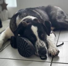 COOPER, Hund, Mischlingshund in Ulm - Bild 2