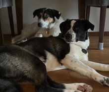 COOPER, Hund, Mischlingshund in Ulm - Bild 3