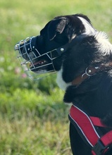 COOPER, Hund, Mischlingshund in Ulm - Bild 4