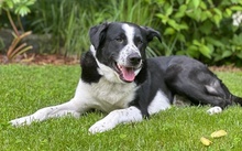COOPER, Hund, Mischlingshund in Ulm - Bild 5