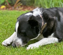 COOPER, Hund, Mischlingshund in Ulm - Bild 6