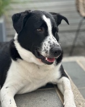 COOPER, Hund, Mischlingshund in Ulm - Bild 7