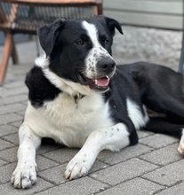 COOPER, Hund, Mischlingshund in Ulm - Bild 8
