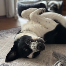 COOPER, Hund, Mischlingshund in Ulm - Bild 9