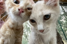 LENO, Katze, Europäisch Kurzhaar in Italien