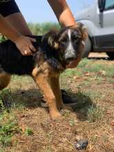 GINEVRA, Hund, Mischlingshund in Italien