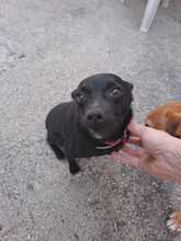 PIMPA, Hund, Pinscher-Mix in Italien