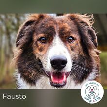 FAUSTO, Hund, Mischlingshund in Schneverdingen - Bild 1