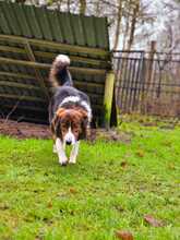 FAUSTO, Hund, Mischlingshund in Schneverdingen - Bild 10