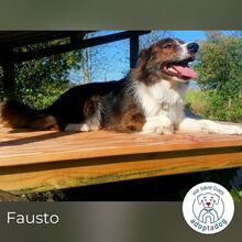 FAUSTO, Hund, Mischlingshund in Schneverdingen - Bild 4