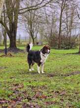 FAUSTO, Hund, Mischlingshund in Schneverdingen - Bild 7