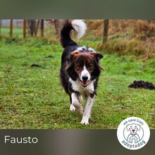 FAUSTO, Hund, Mischlingshund in Schneverdingen - Bild 8