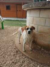 TOMMY, Hund, Jack Russell Terrier-Mix in Italien