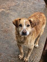 BENNY, Hund, Mischlingshund in Rumänien