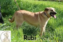 RUBI, Hund, Mischlingshund in Bosnien und Herzegowina