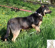 SIJA, Hund, Mischlingshund in Bosnien und Herzegowina