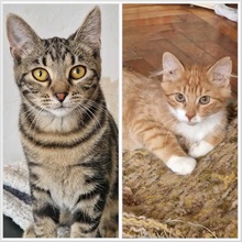 DODO, Katze, Hauskatze in Bulgarien