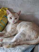 JILL, Katze, Hauskatze in Bulgarien