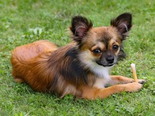 CHICO, Hund, Chihuahua-Mischling in Hamburg