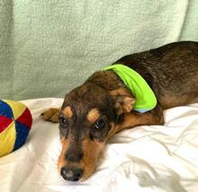 ISIDOR, Hund, Mischlingshund in Seelze