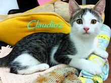 CLAUDIO2, Katze, Hauskatze in Spanien