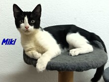 MIKI, Katze, Hauskatze in Spanien