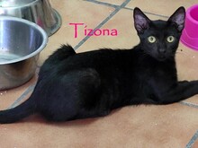 TIZONA, Katze, Hauskatze in Spanien