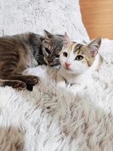 SOPHIE, Katze, Hauskatze in Bulgarien
