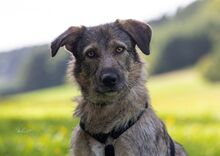 TIMEA, Hund, Mischlingshund in Eslohe