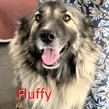 FLUFFY, Hund, Mischlingshund in Bulgarien - Bild 1