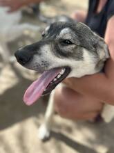 MAJA, Hund, Mischlingshund in Berching
