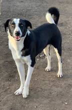 BLADE, Hund, Mischlingshund in Rumänien