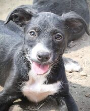 TASHI, Hund, Mischlingshund in Rumänien