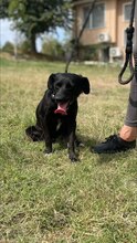 ALEA, Hund, Mischlingshund in Bulgarien