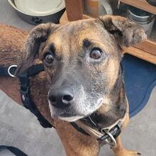 NODDY, Hund, Mischling in Welzheim