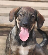 YELLO, Hund, Mischling in Rumänien