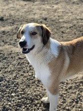 DRAX, Hund, Mischlingshund in Rumänien