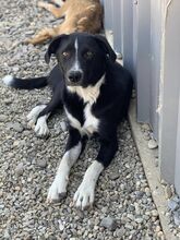 NEO, Hund, Mischlingshund in Rumänien