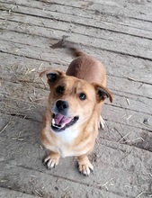 DINO, Hund, Mischlingshund in Rumänien