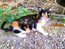 ORANGE, Katze, Calico-Cat in Spanien