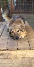 LUIS, Hund, Mischlingshund in Rumänien