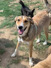 PYM, Hund, Mischlingshund in Rumänien