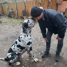 KALLI, Hund, Dogge-Mastin Español-Mix in Hannover - Bild 3