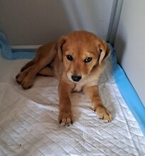 HANNIKA, Hund, Mischling in Ungarn