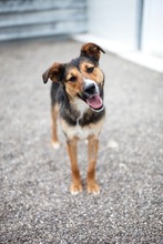 FELI, Hund, Mischlingshund in Rumänien