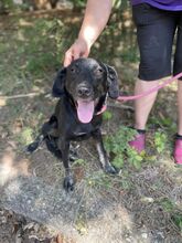 DIMA, Hund, Mischlingshund in Bulgarien