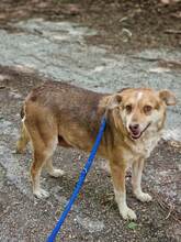 BELLA, Hund, Mischlingshund in Bulgarien