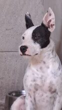KEFE, Hund, Mischling in Ungarn