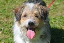 STACHU, Hund, Mischling in Polen