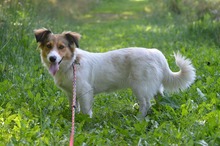 TESLA, Hund, Mischling in Polen